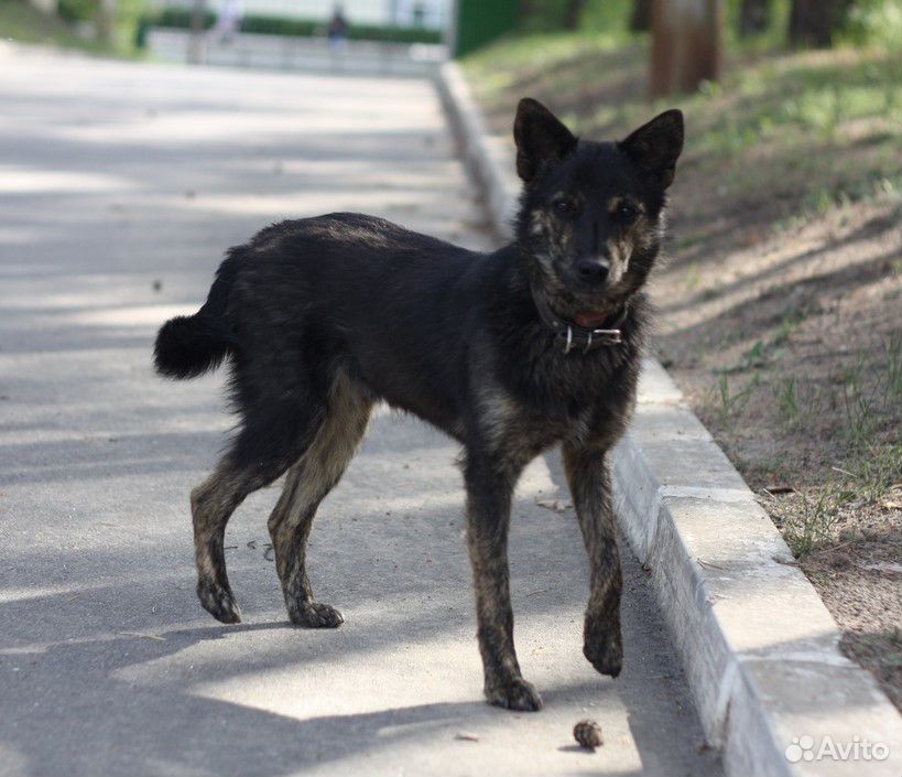 Симпатичный пёсик из Нововоронежа ищет дом купить на Зозу.ру - фотография № 2