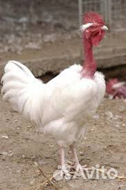 Цыплята голошейки белой Франция купить на Зозу.ру - фотография № 2
