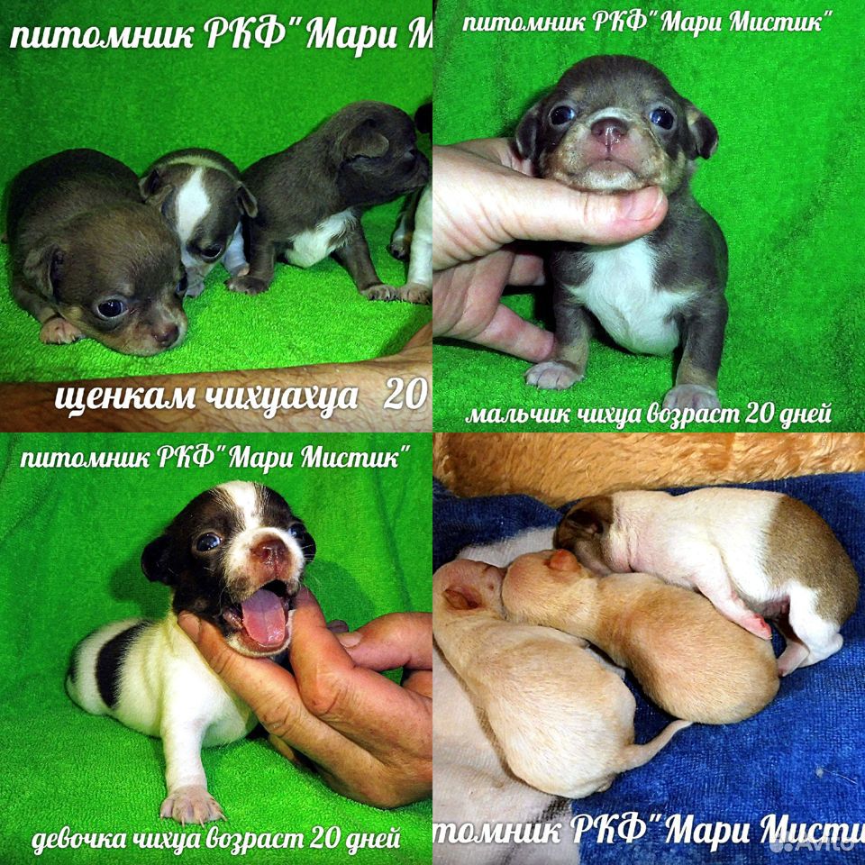 Чихуа Caesarion + 12 щенков на видео в Лен области купить на Зозу.ру - фотография № 2
