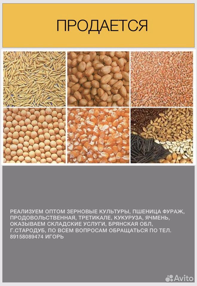 Пшеница, Кукуруза, Овес, Ячмень, Оптом купить на Зозу.ру - фотография № 1