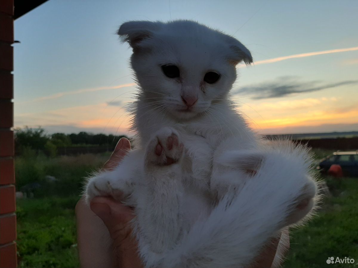 Белые котята купить на Зозу.ру - фотография № 5