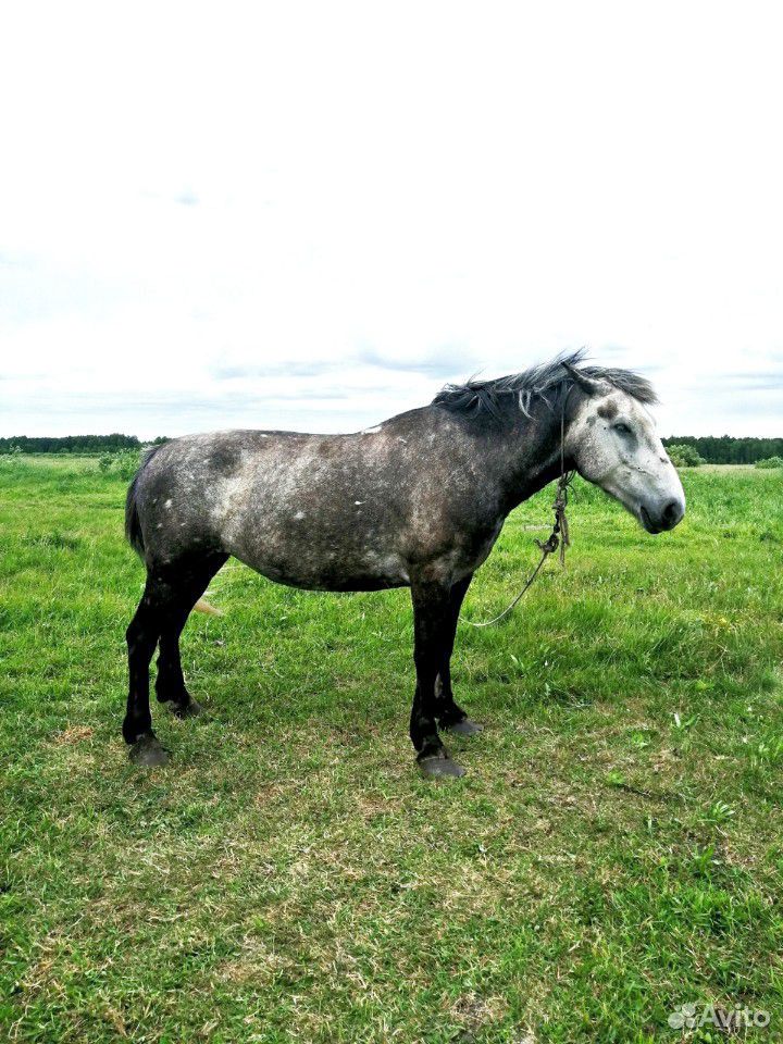Лошадь (жерёбая) купить на Зозу.ру - фотография № 1