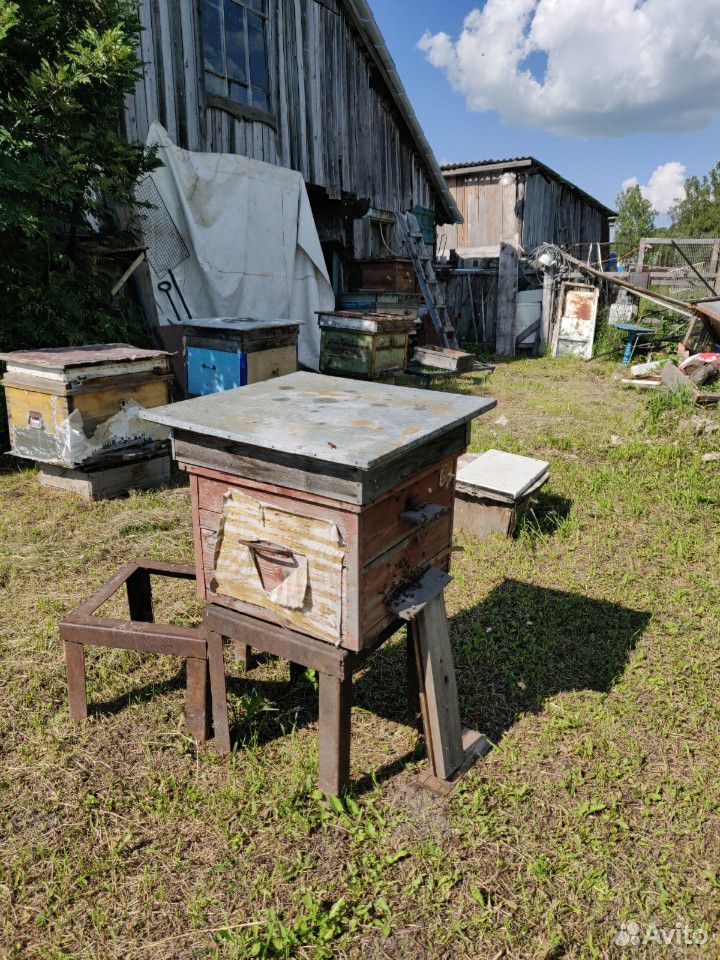 Пчелосемьи с ульем купить на Зозу.ру - фотография № 2