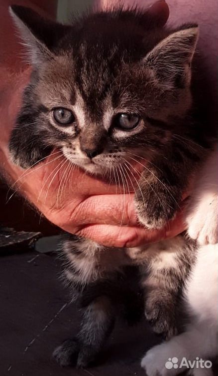 Очаровательные котята в заботливые руки купить на Зозу.ру - фотография № 2