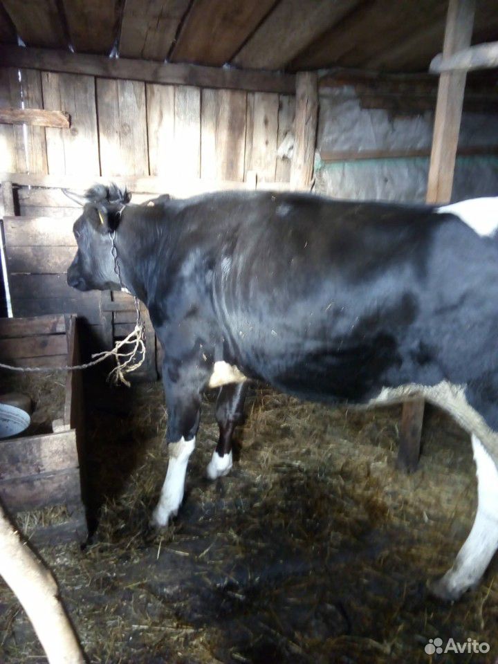 Корова,телка,коза с козушкой,поросята купить на Зозу.ру - фотография № 3