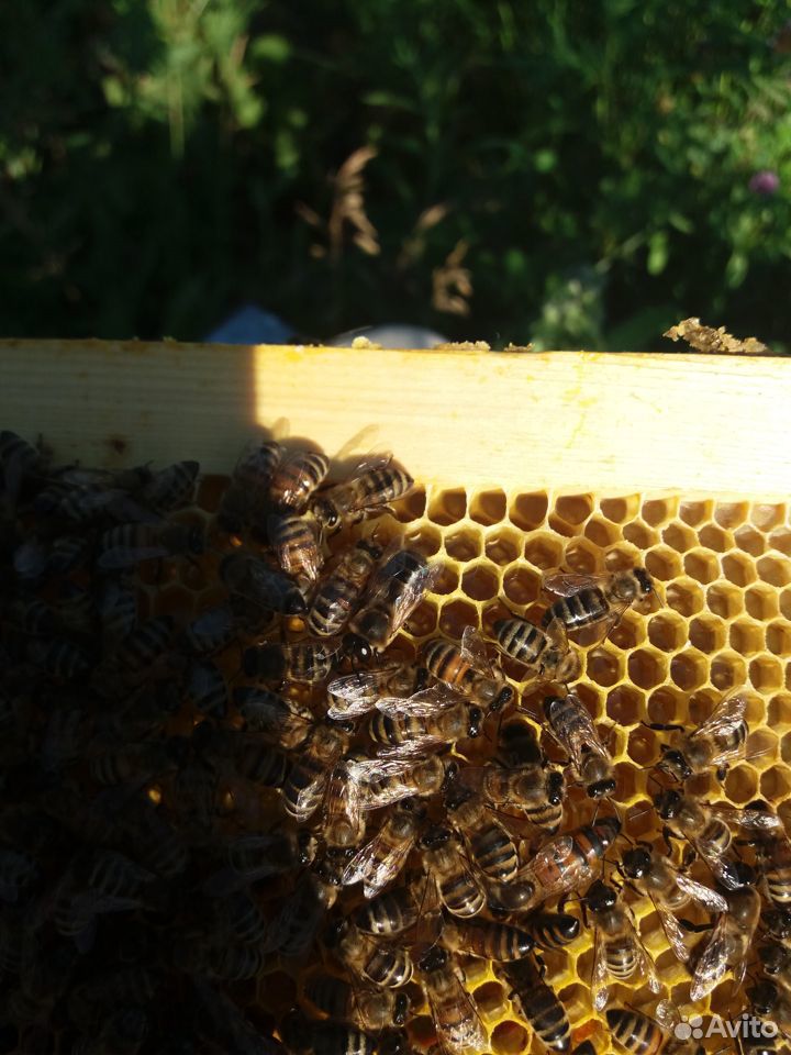 Пчелы отводки матки купить на Зозу.ру - фотография № 3