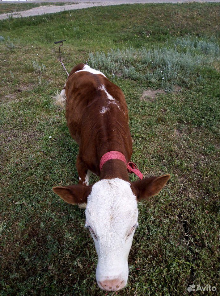 Тёлка и корова купить на Зозу.ру - фотография № 3