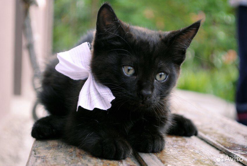 Отдадим черных котяток купить на Зозу.ру - фотография № 1