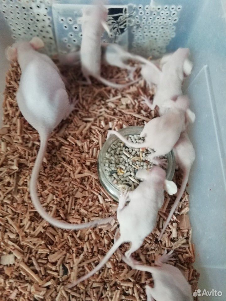 Крысята сфинксы купить на Зозу.ру - фотография № 1