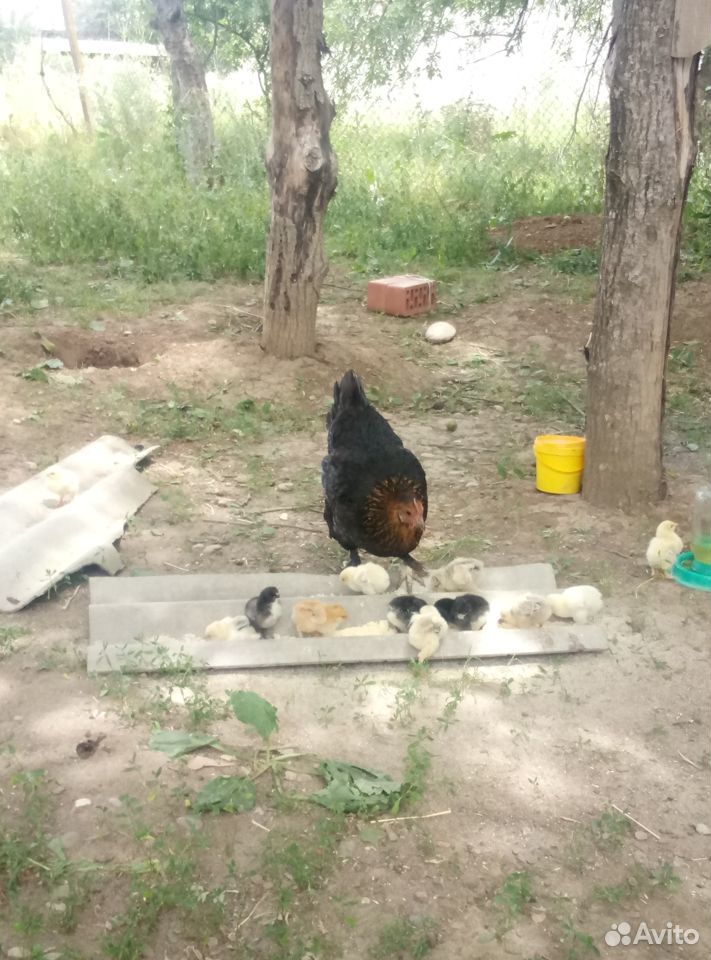 Квочка с цыплятами (10-12 цыплят ) купить на Зозу.ру - фотография № 3
