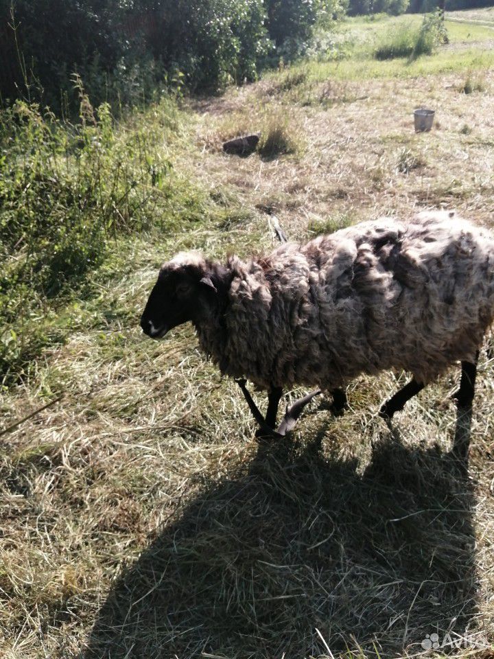 Овца с ягненком купить на Зозу.ру - фотография № 4
