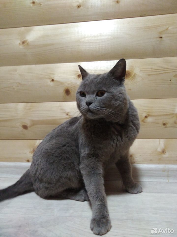 Домашний кот купить на Зозу.ру - фотография № 2