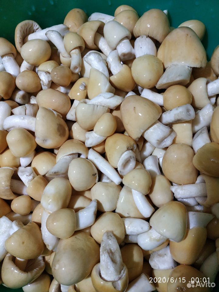 Маринованные грибы толкачики купить на Зозу.ру - фотография № 4