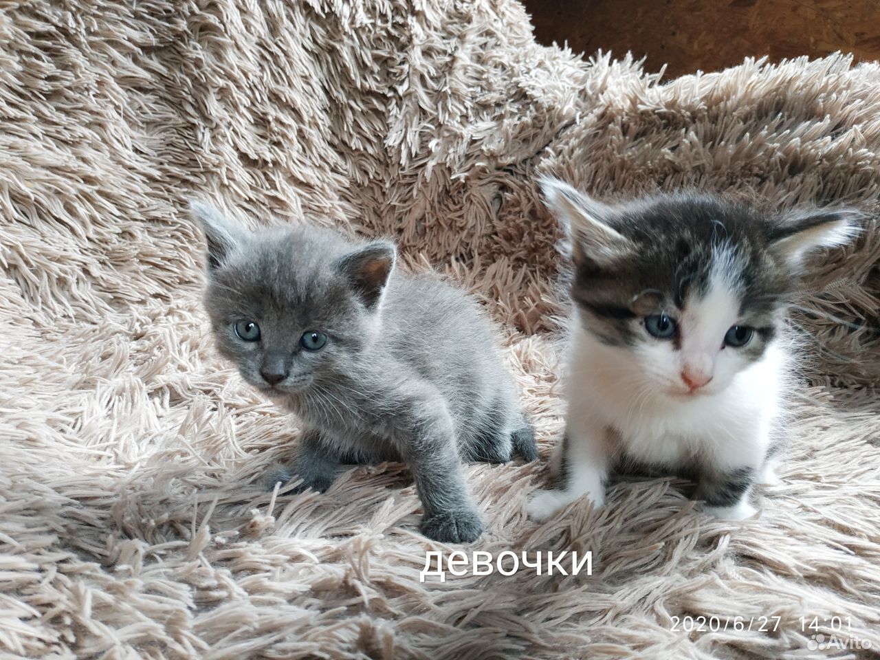 Котята 1 месяц купить на Зозу.ру - фотография № 3