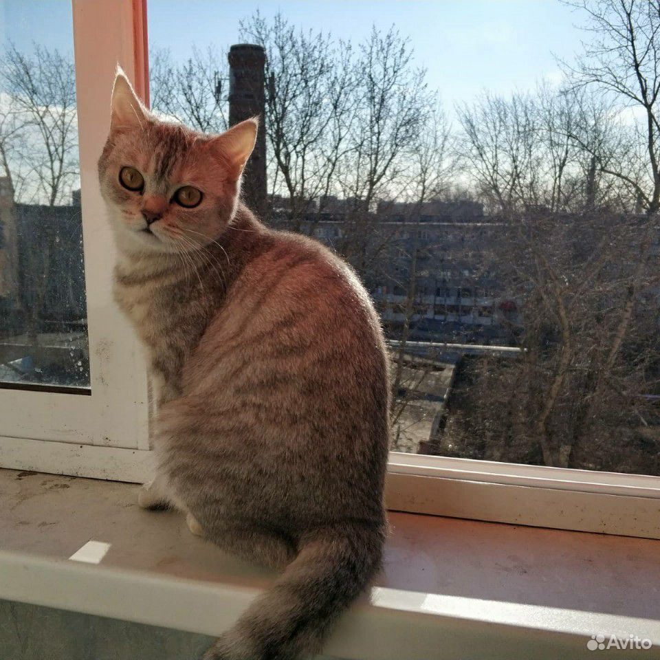 Кошка ищет жениха для вязки купить на Зозу.ру - фотография № 3