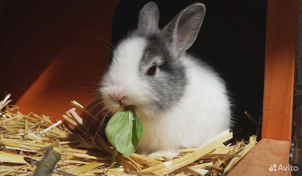 Кролики на мясо и разведение купить на Зозу.ру - фотография № 1