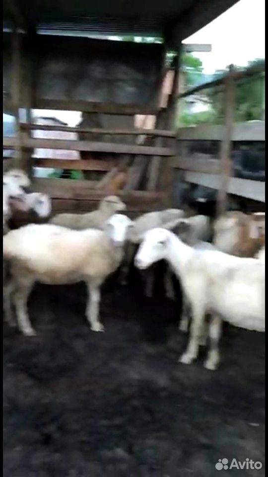 Овцы купить на Зозу.ру - фотография № 8