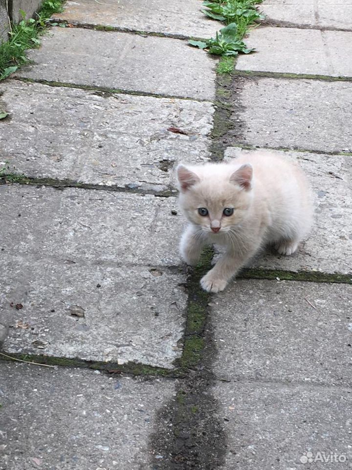 Красивые котята купить на Зозу.ру - фотография № 3