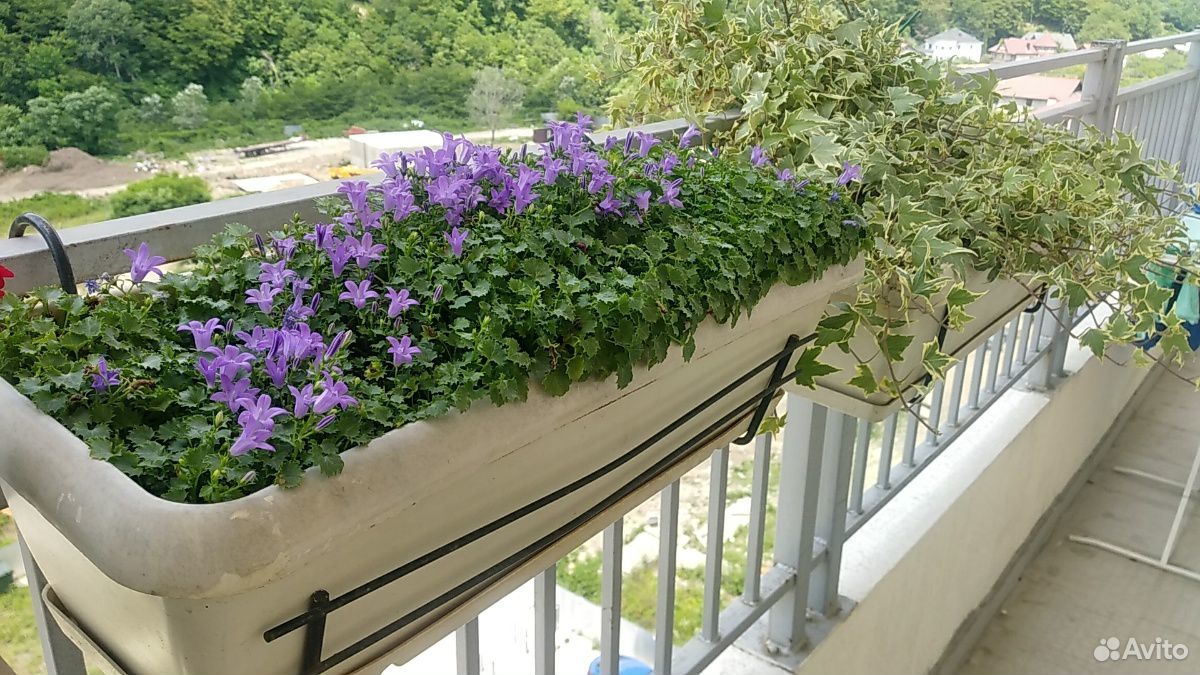 Цветы для балкона. Кампанула, герань, плющ купить на Зозу.ру - фотография № 2