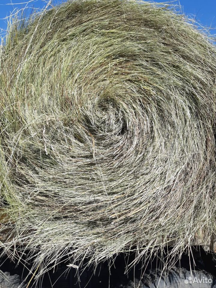 Свежий урожай сено пересованное в рулоны купить на Зозу.ру - фотография № 2