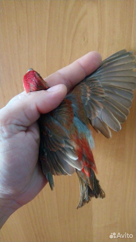 Певчие птицы купить на Зозу.ру - фотография № 1