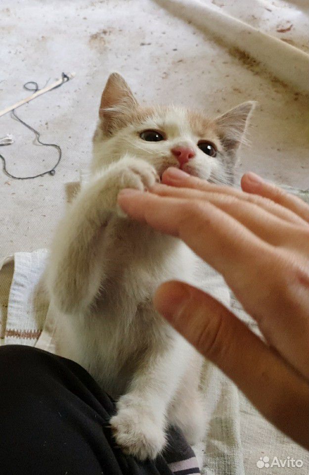 Котёнок в добрые руки купить на Зозу.ру - фотография № 8