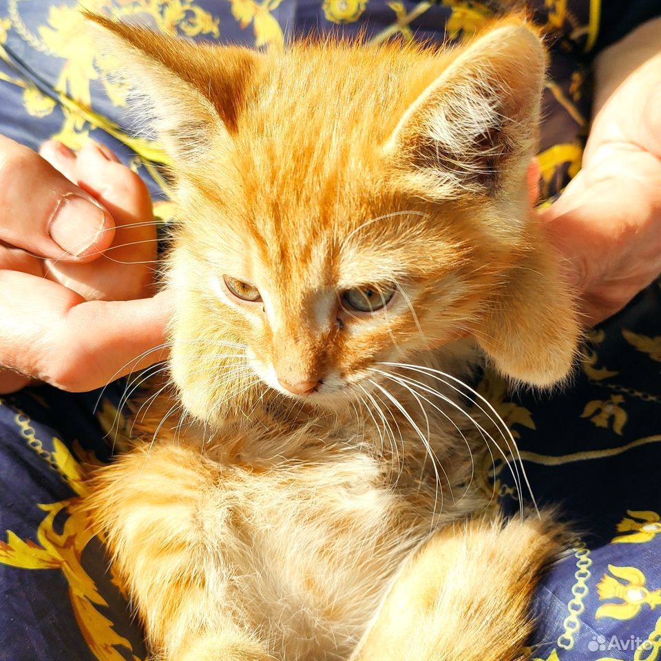 Два рыжих котёнка купить на Зозу.ру - фотография № 3