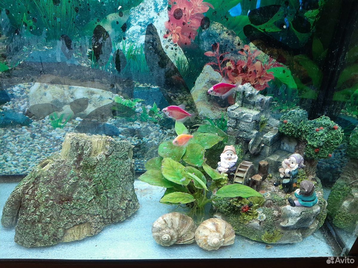 Продам аквариум 40-л с рыбками купить на Зозу.ру - фотография № 2