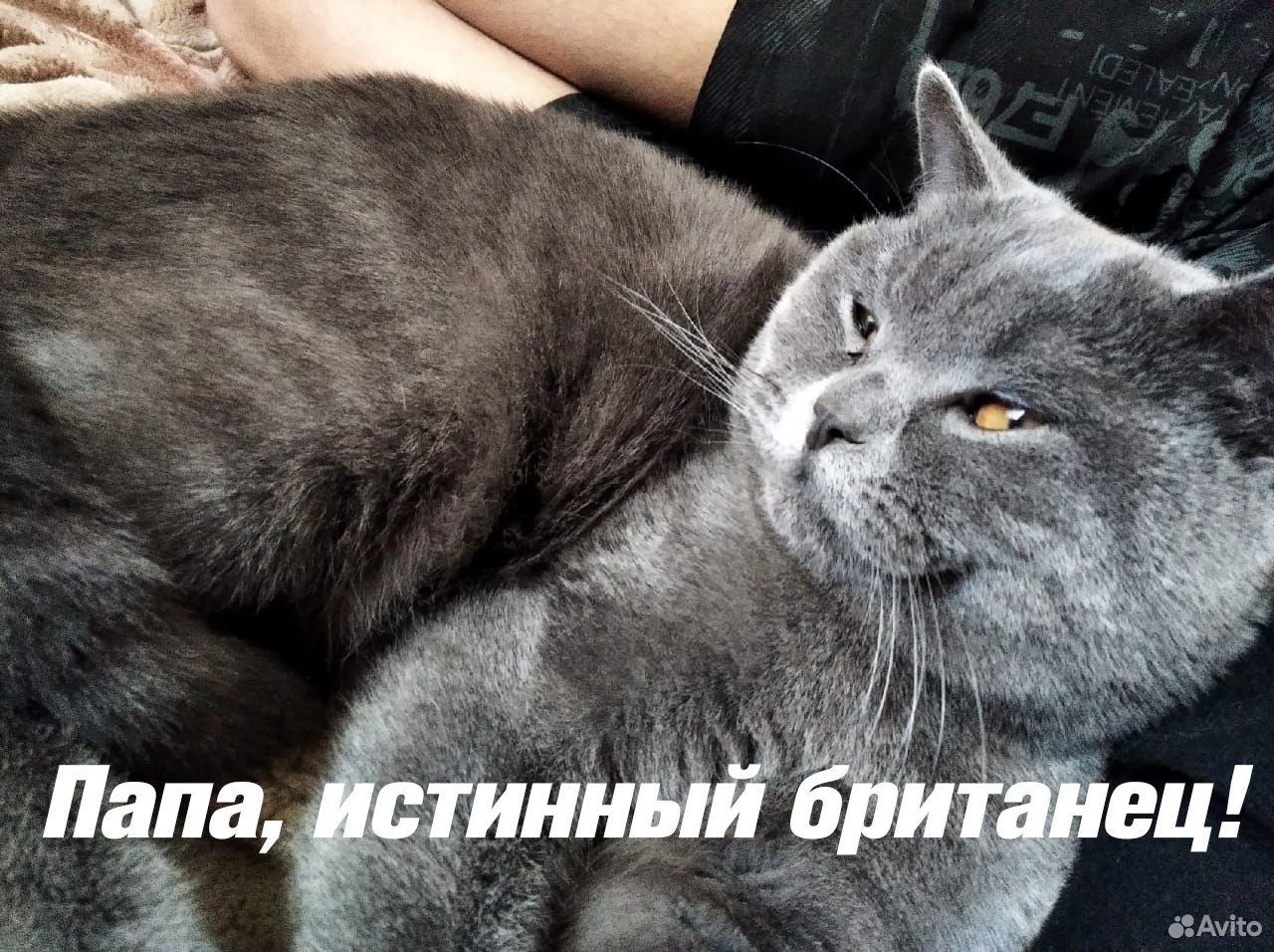 Супер котята купить на Зозу.ру - фотография № 6