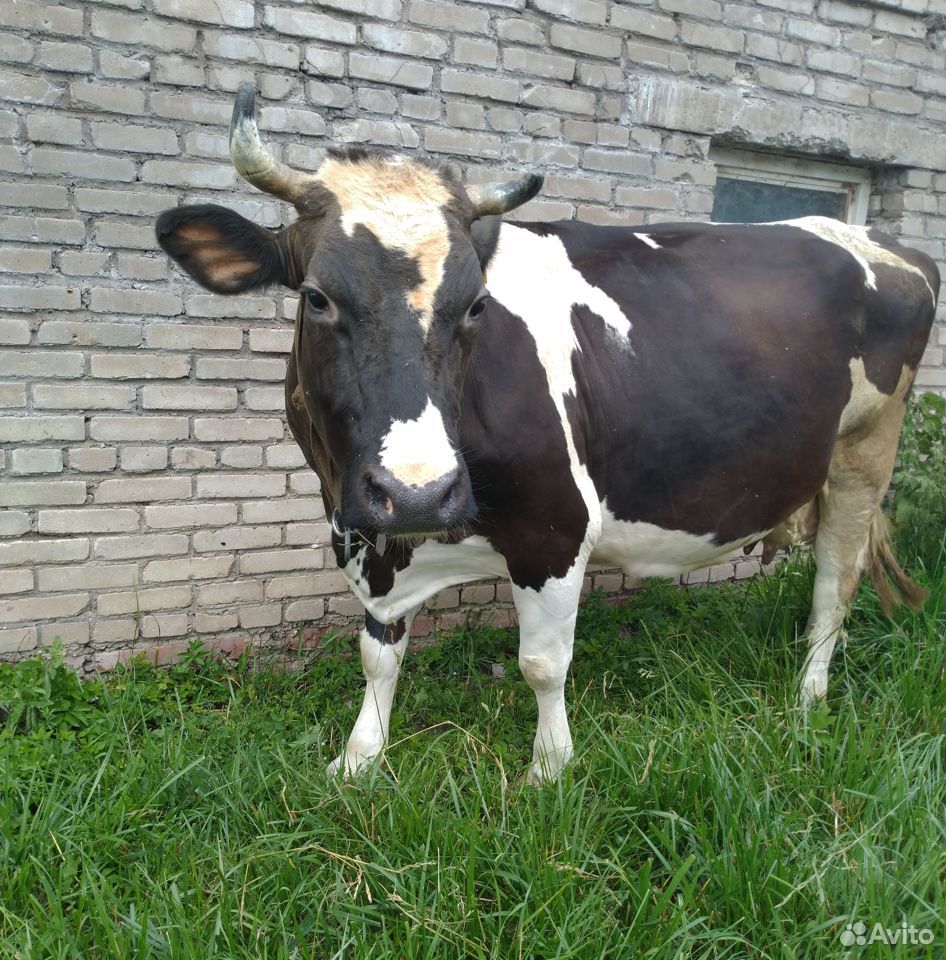 Стельная корова купить на Зозу.ру - фотография № 3