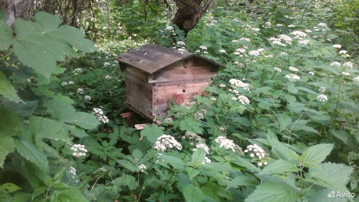 Пчеловодство.Хозяйство для пчеловодства (инвентарь купить на Зозу.ру - фотография № 2