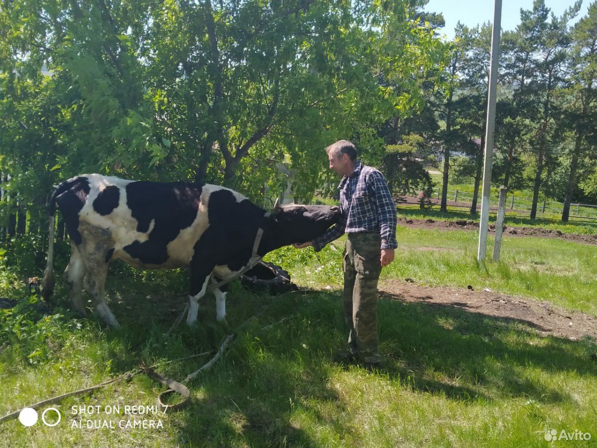 Продается корова двух годовалая и тёлочек год и дв купить на Зозу.ру - фотография № 6