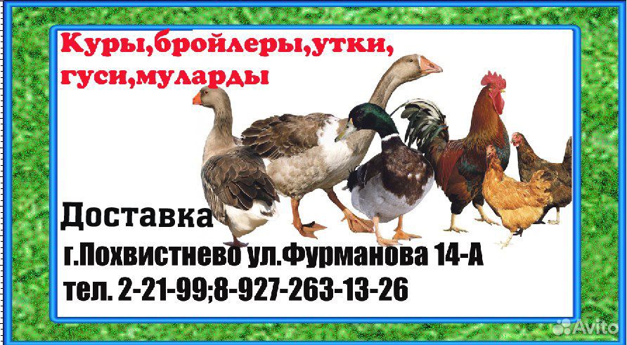 Муларды, утята, гусята купить на Зозу.ру - фотография № 1