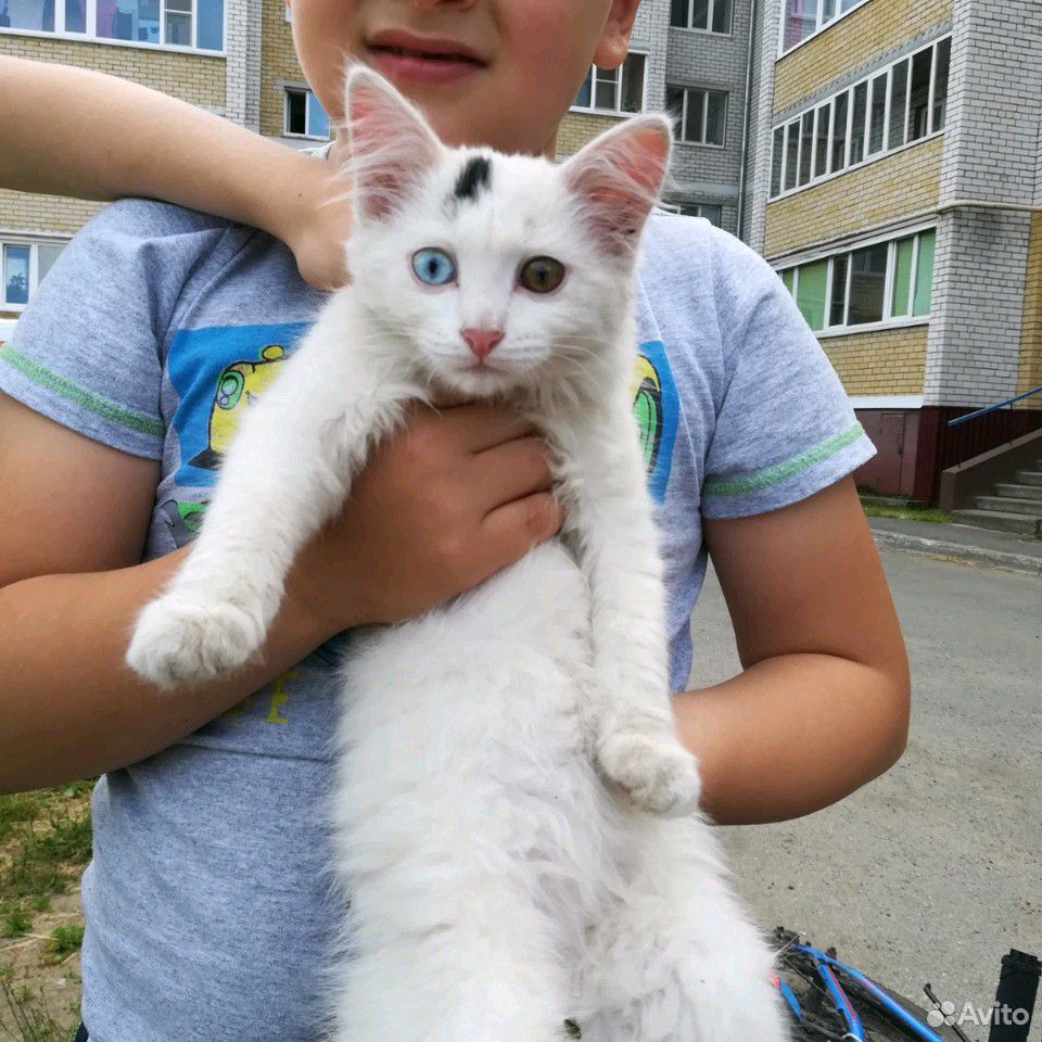 Кошечка с голубым глазом ищет дом купить на Зозу.ру - фотография № 1