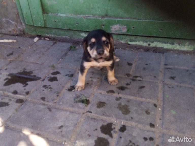 Собака бигль купить на Зозу.ру - фотография № 3