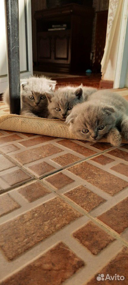 Кошка с котятами сиамки купить на Зозу.ру - фотография № 3