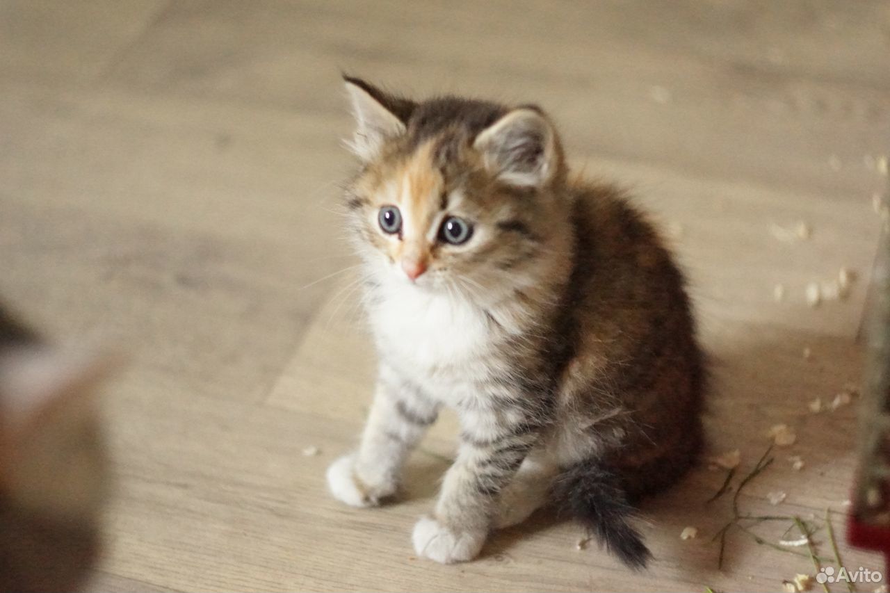 Трехцветный котенок в добрые руки купить на Зозу.ру - фотография № 3
