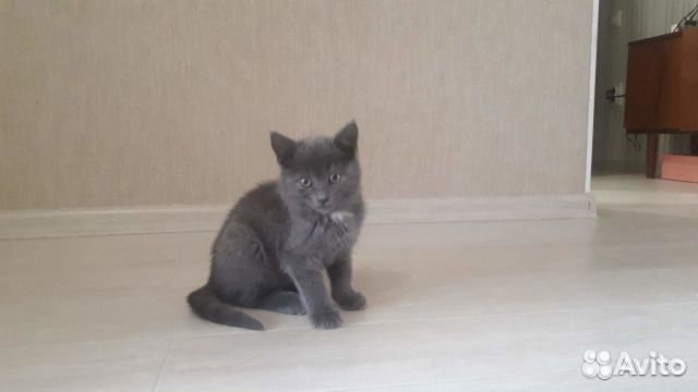 Очень красивая котечка в надежные руки купить на Зозу.ру - фотография № 1