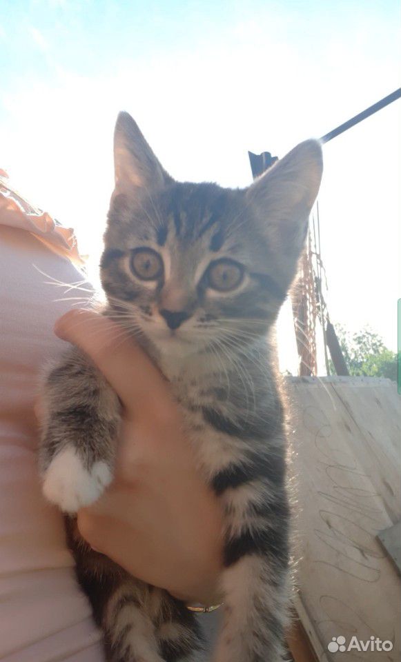 Отдадим котёнка, в хорошие руки купить на Зозу.ру - фотография № 3