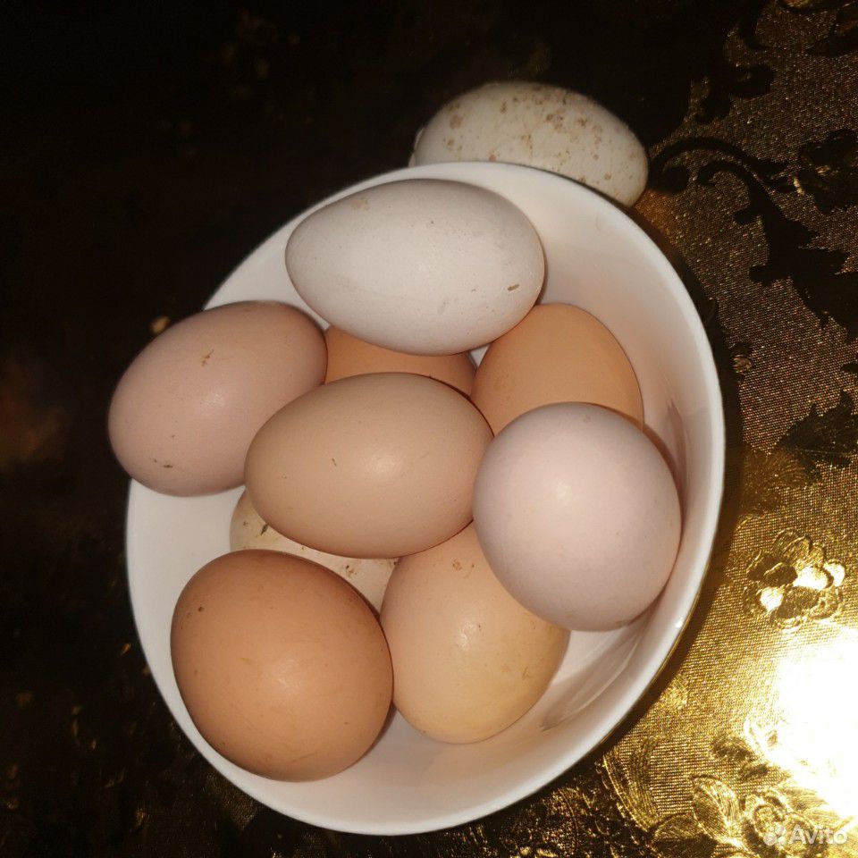 Яйца куриные для инкубатора купить на Зозу.ру - фотография № 1