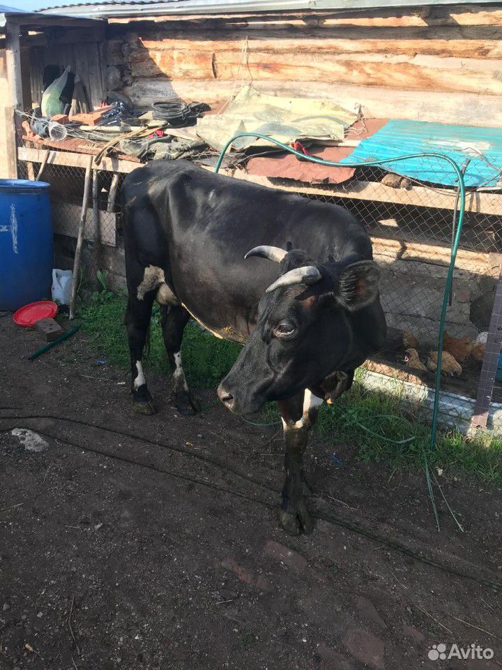 Молочная корова купить на Зозу.ру - фотография № 1