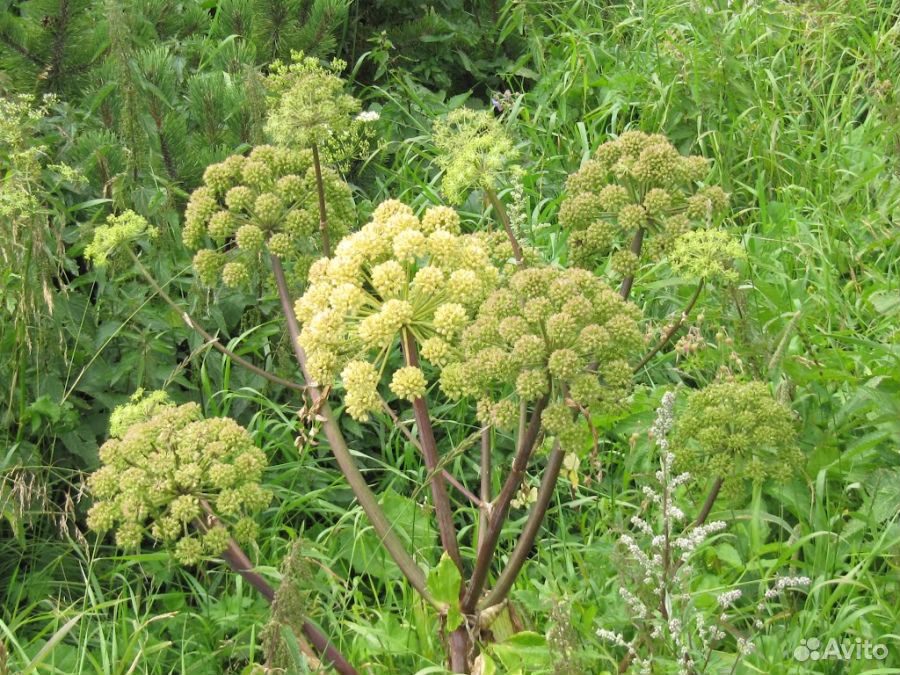 Дягель что за растение. Дягиль – archangelica officinalis. Дягиль (Ангелика). Дягиль Дудник лекарственный. Дудник дягиль.