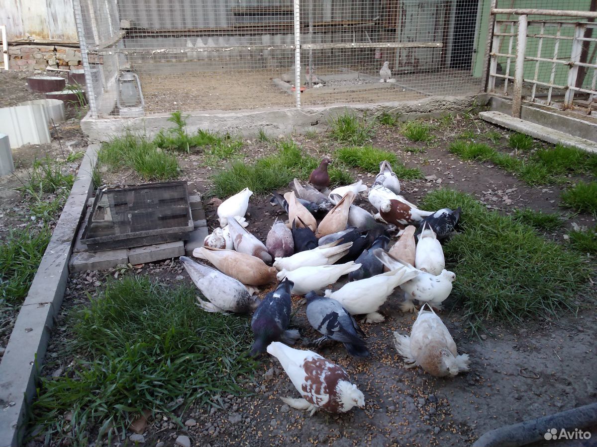 Узбекские голуби купить на Зозу.ру - фотография № 10