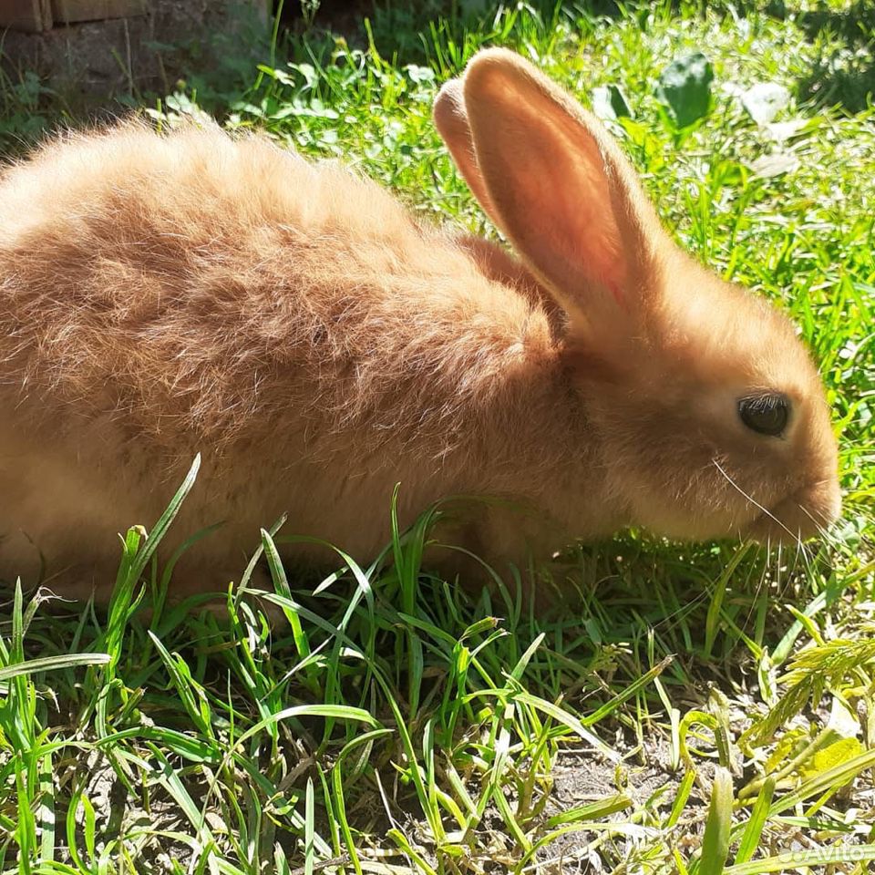 Кролики породистые красные новозеландские и другие купить на Зозу.ру - фотография № 5