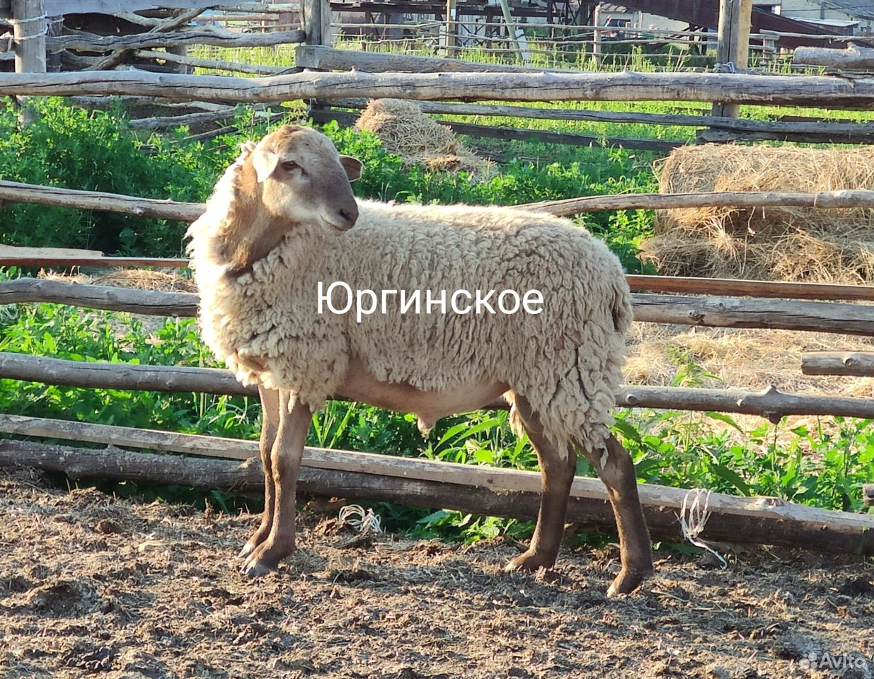 Катумские овцы купить на Зозу.ру - фотография № 2