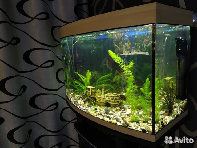 Панорамный аквариум с оборудованием купить на Зозу.ру - фотография № 4