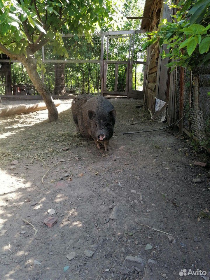 Продам вьетнамских свиней (поросных) купить на Зозу.ру - фотография № 6