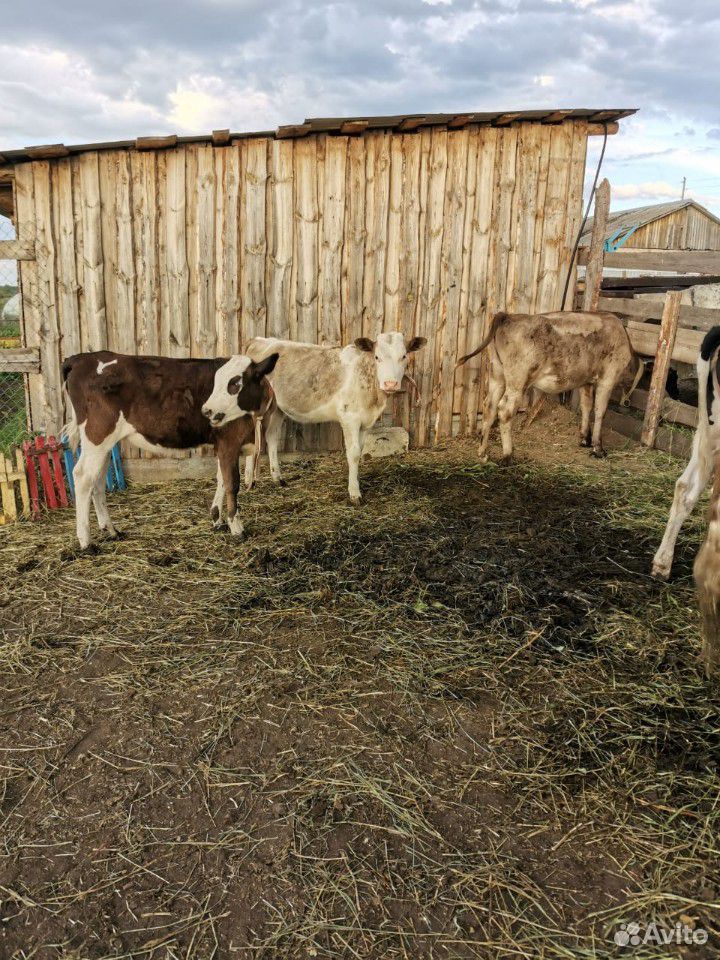 Корова и телки купить на Зозу.ру - фотография № 9