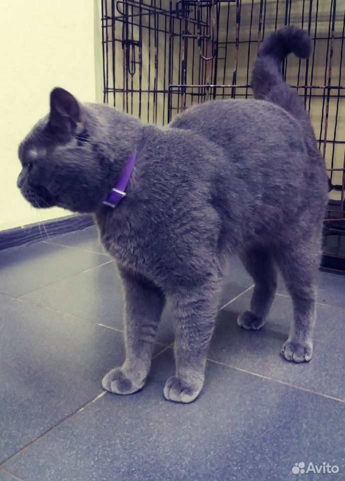 Ищет дом британский кот бесплатно В добрые руки купить на Зозу.ру - фотография № 2