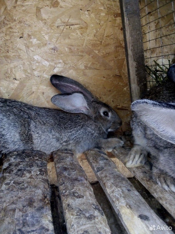 Крупные кролики купить на Зозу.ру - фотография № 2
